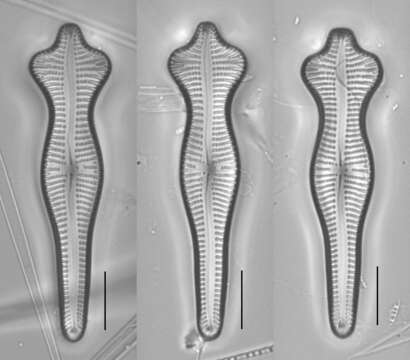 Слика од Gomphonema acuminatum