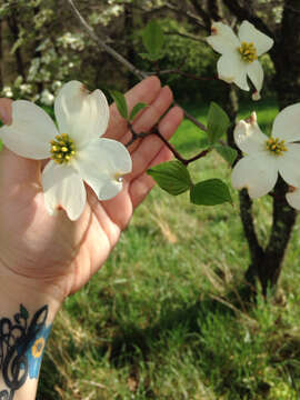 Image of flowering dogwood