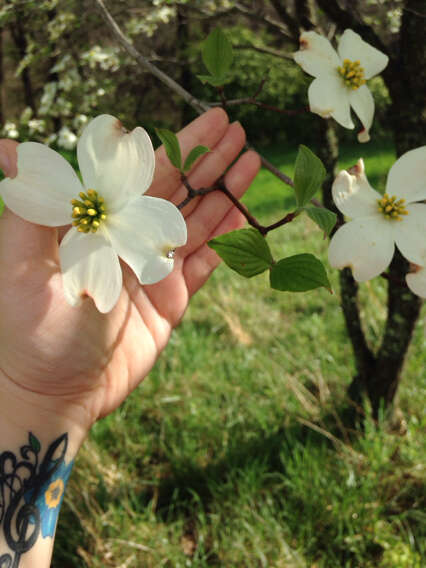 Image de Cornouiller à fleurs