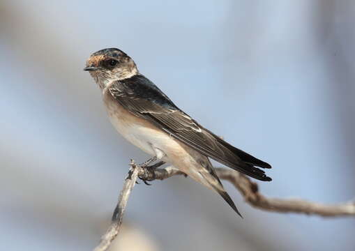 Image of Tree Martin