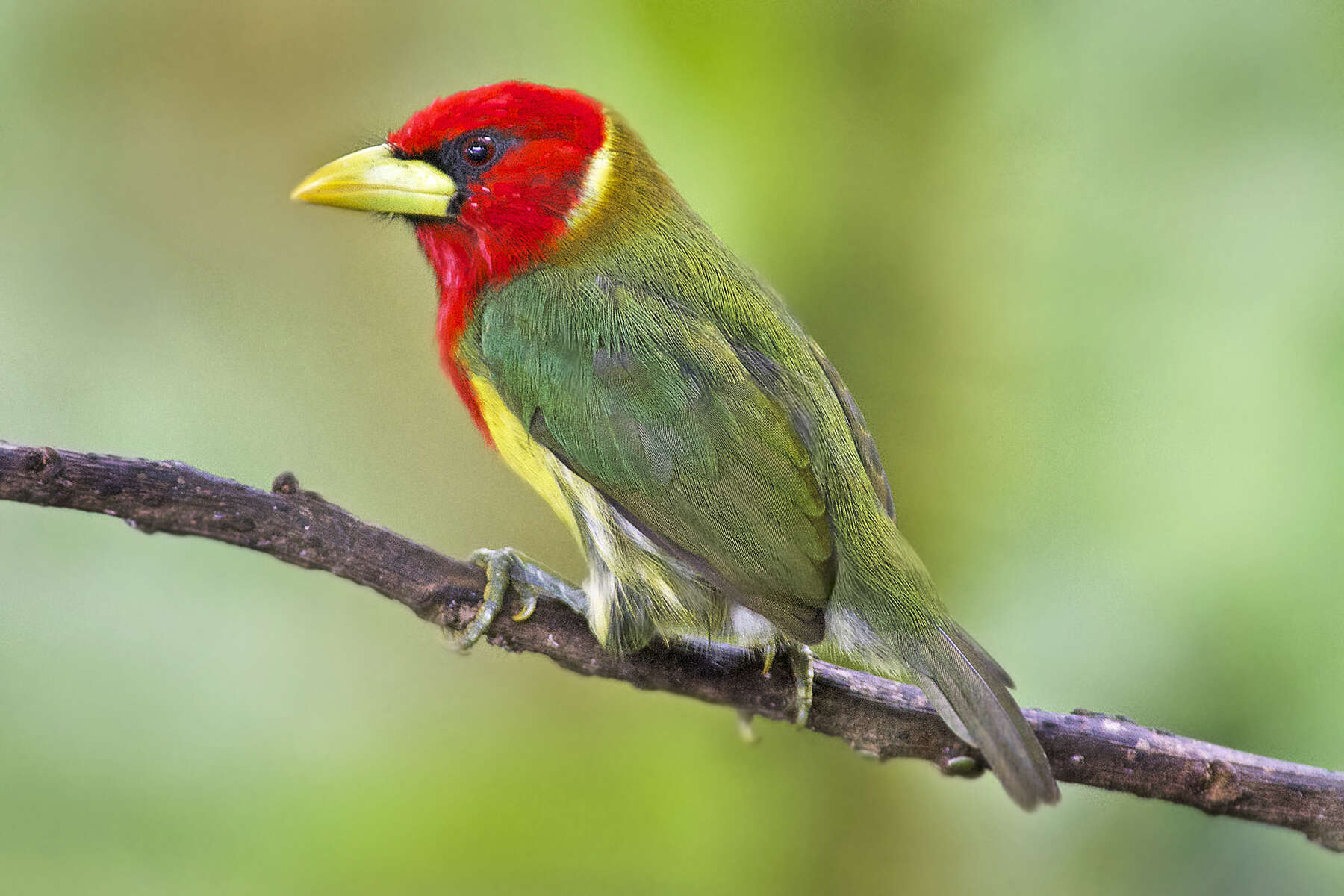 Image of Red-headed Barbet