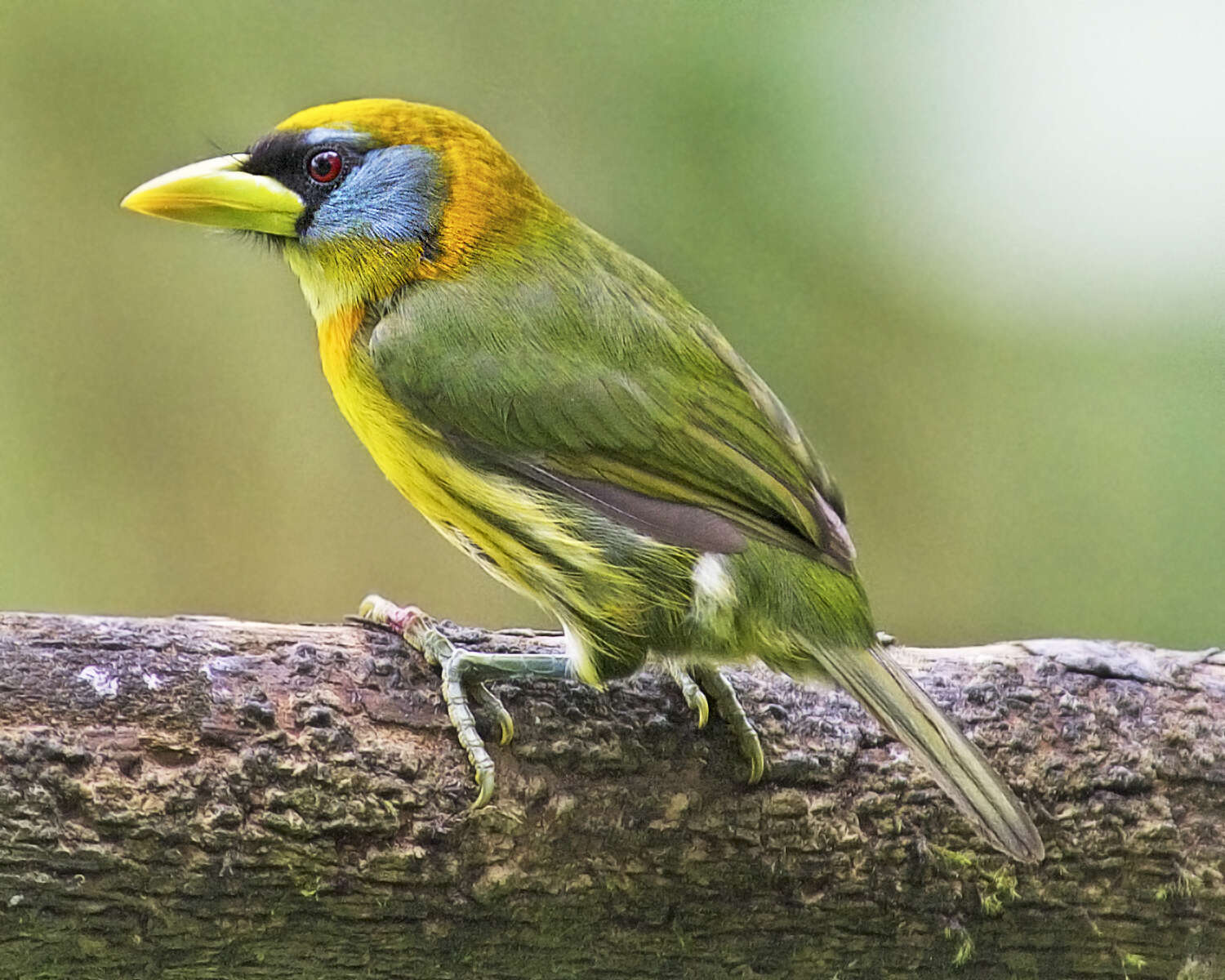 Image of Red-headed Barbet