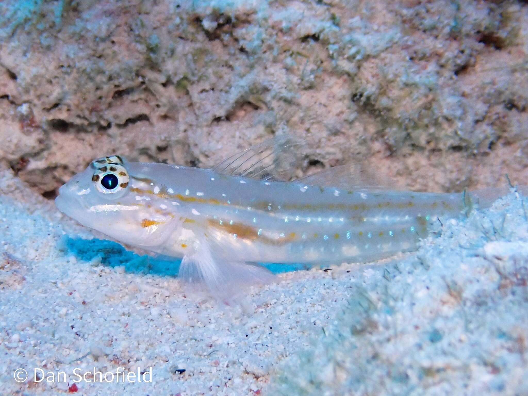 Imagem de Coryphopterus venezuelae Cervigón 1966