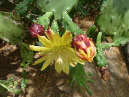 Image of Common Pricklypear