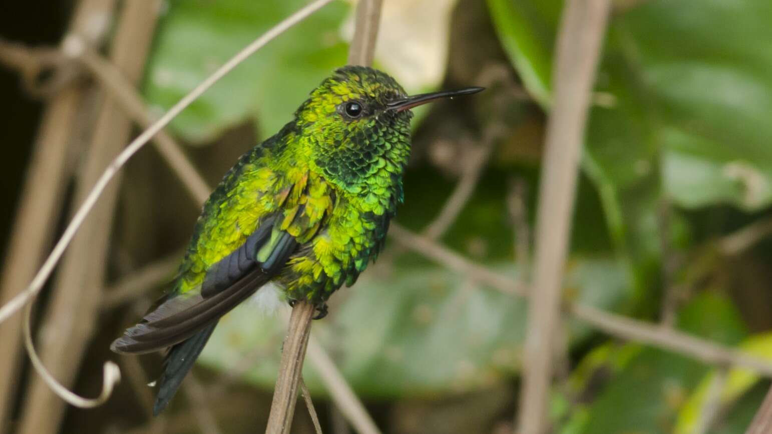 Chlorostilbon gibsoni (Fraser 1840) resmi