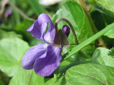 Image of sweet violet