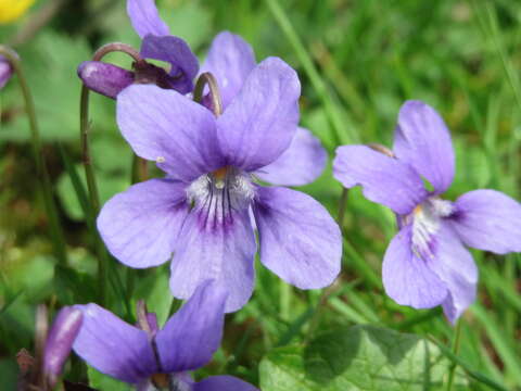 Image of sweet violet