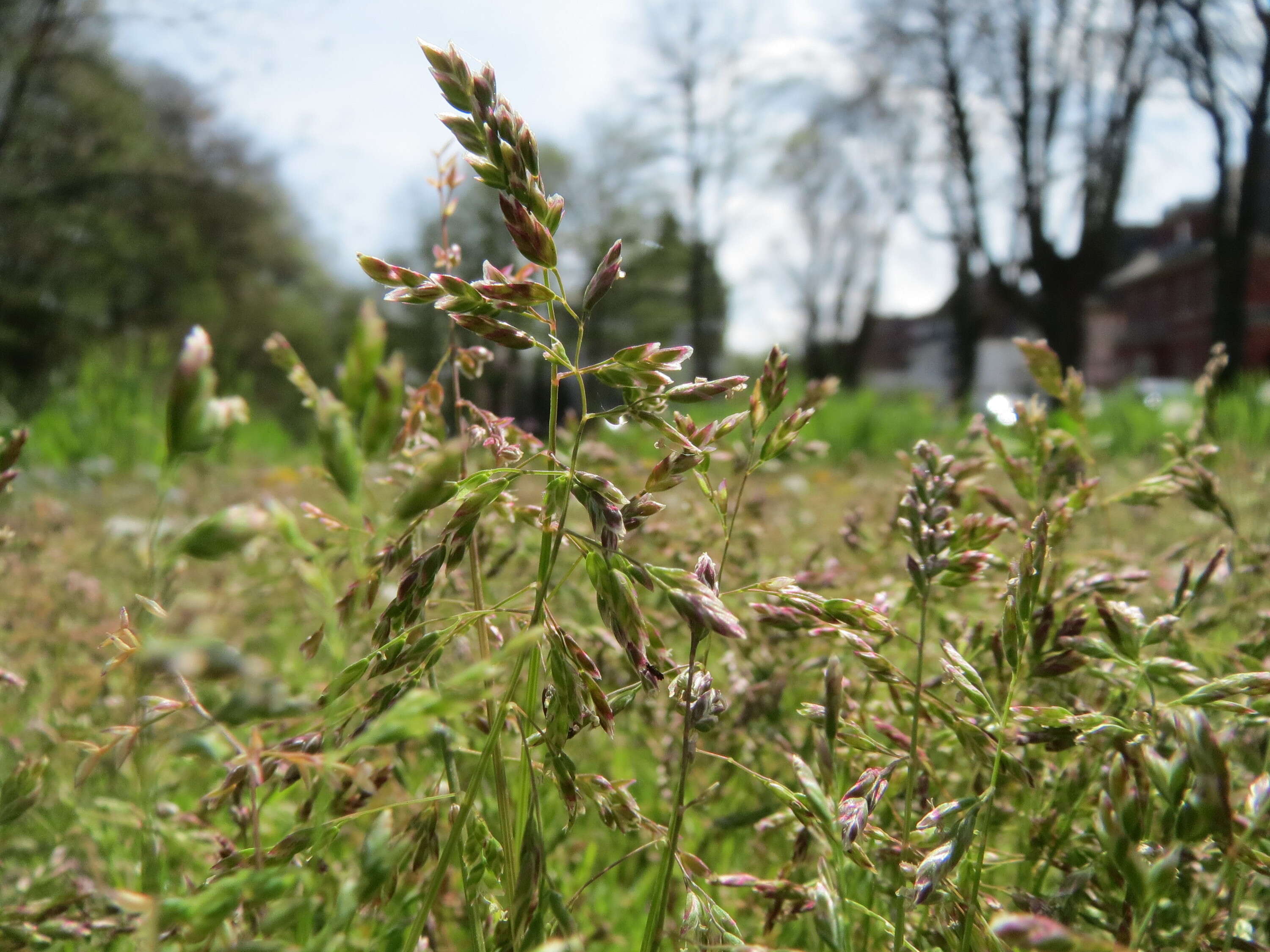 Image of Annual Meadow Grass