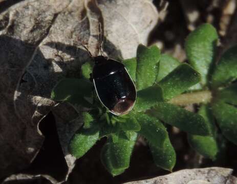 Image of White-margined Burrower Bug