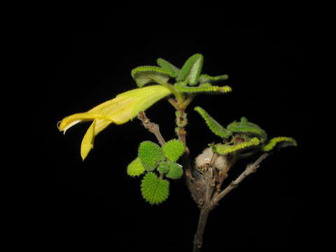 Image of Salvia aspera M. Martens & Galeotti