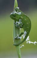 Image de Caméléon commun