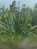 Image of New Zealand flax