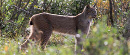 Image of American lynx