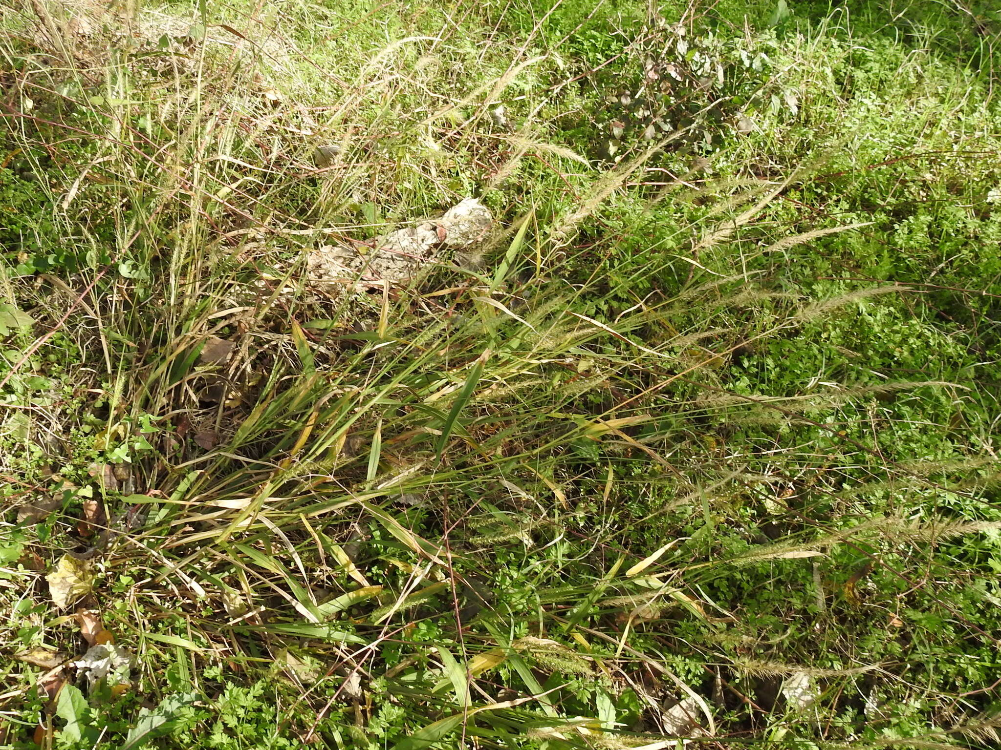 Image of southwestern bristlegrass