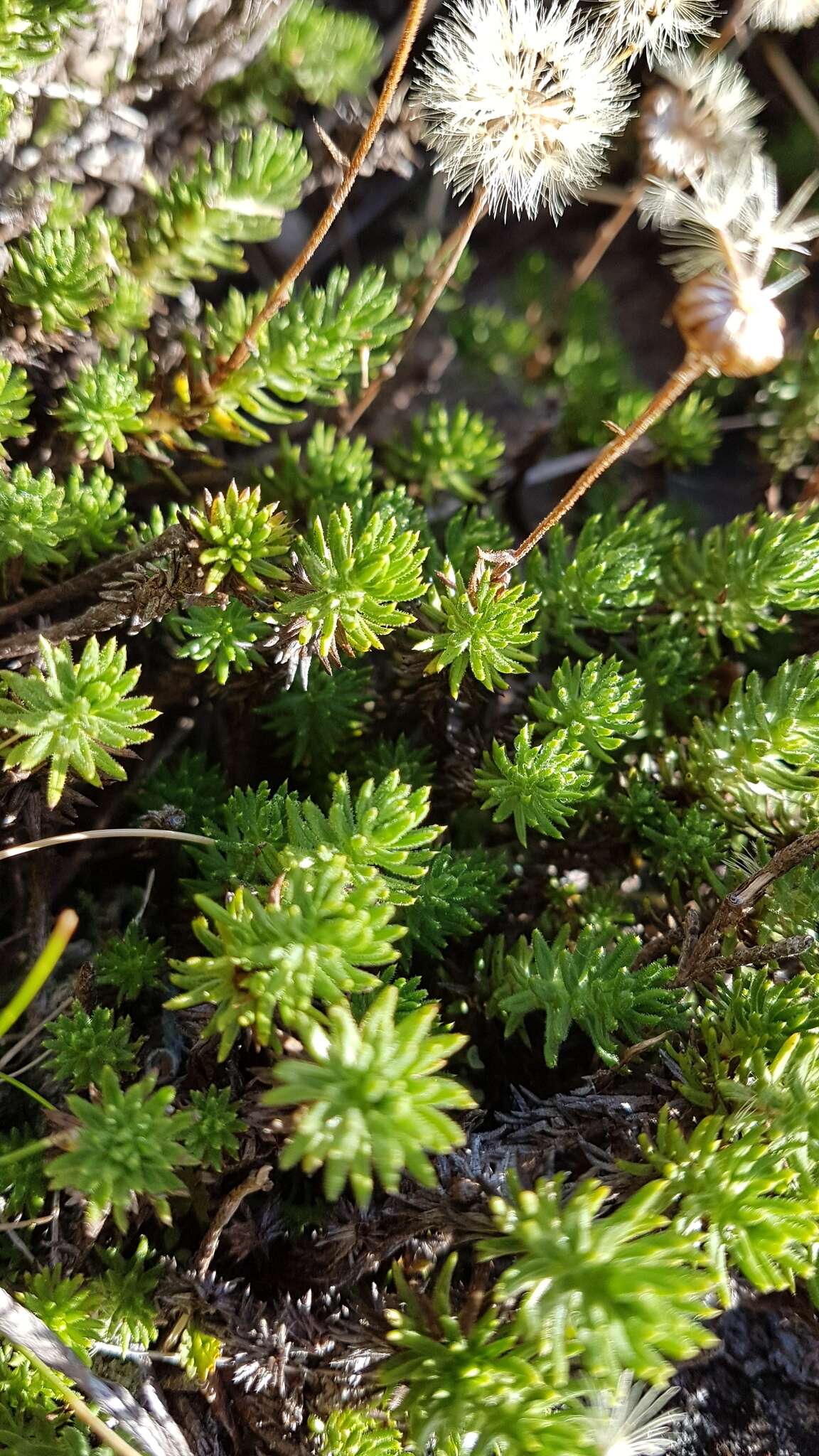 Plancia ëd Celmisia lateralis J. Buch.