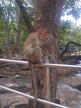 Image of Bonnet Macaque