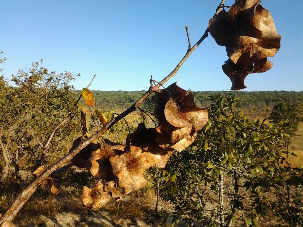 Image of Bleedwood Tree