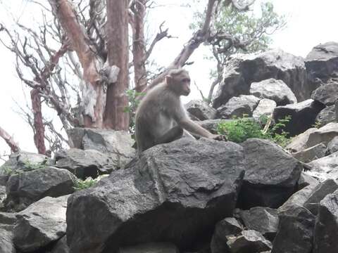 Image of Bonnet Macaque