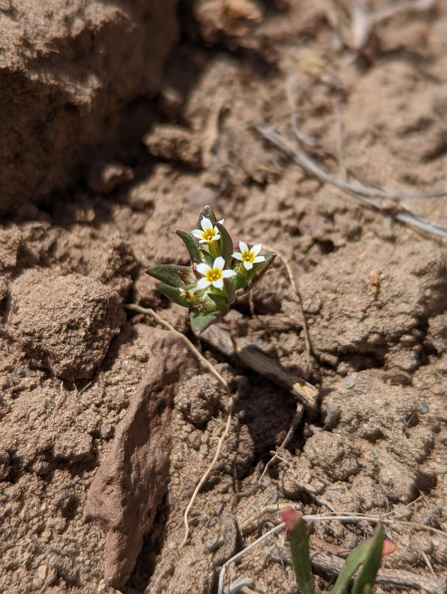 Image of Small-Flower Starlet