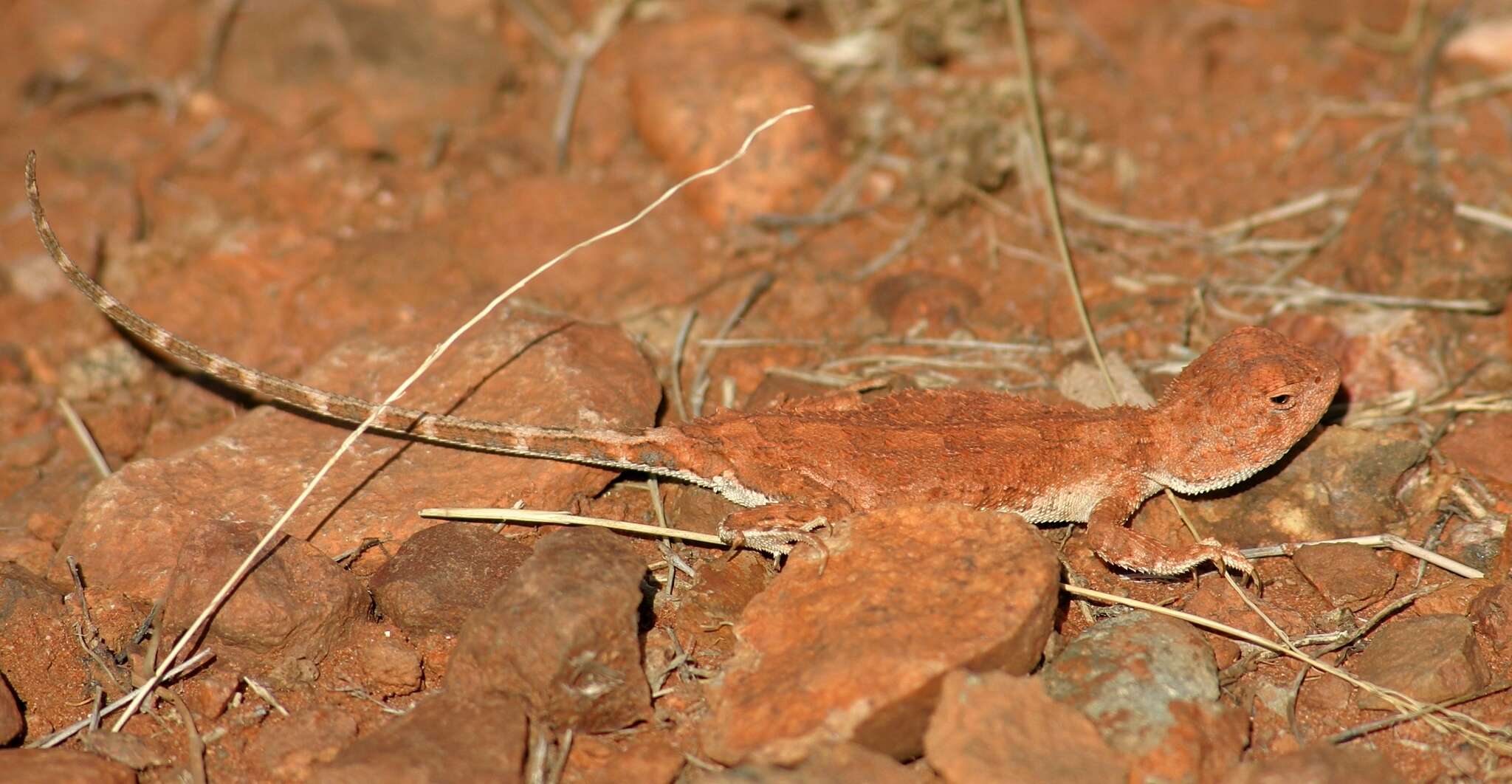 Plancia ëd Tympanocryptis centralis Sternfeld 1925