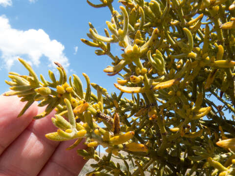 Image of downy mistletoe