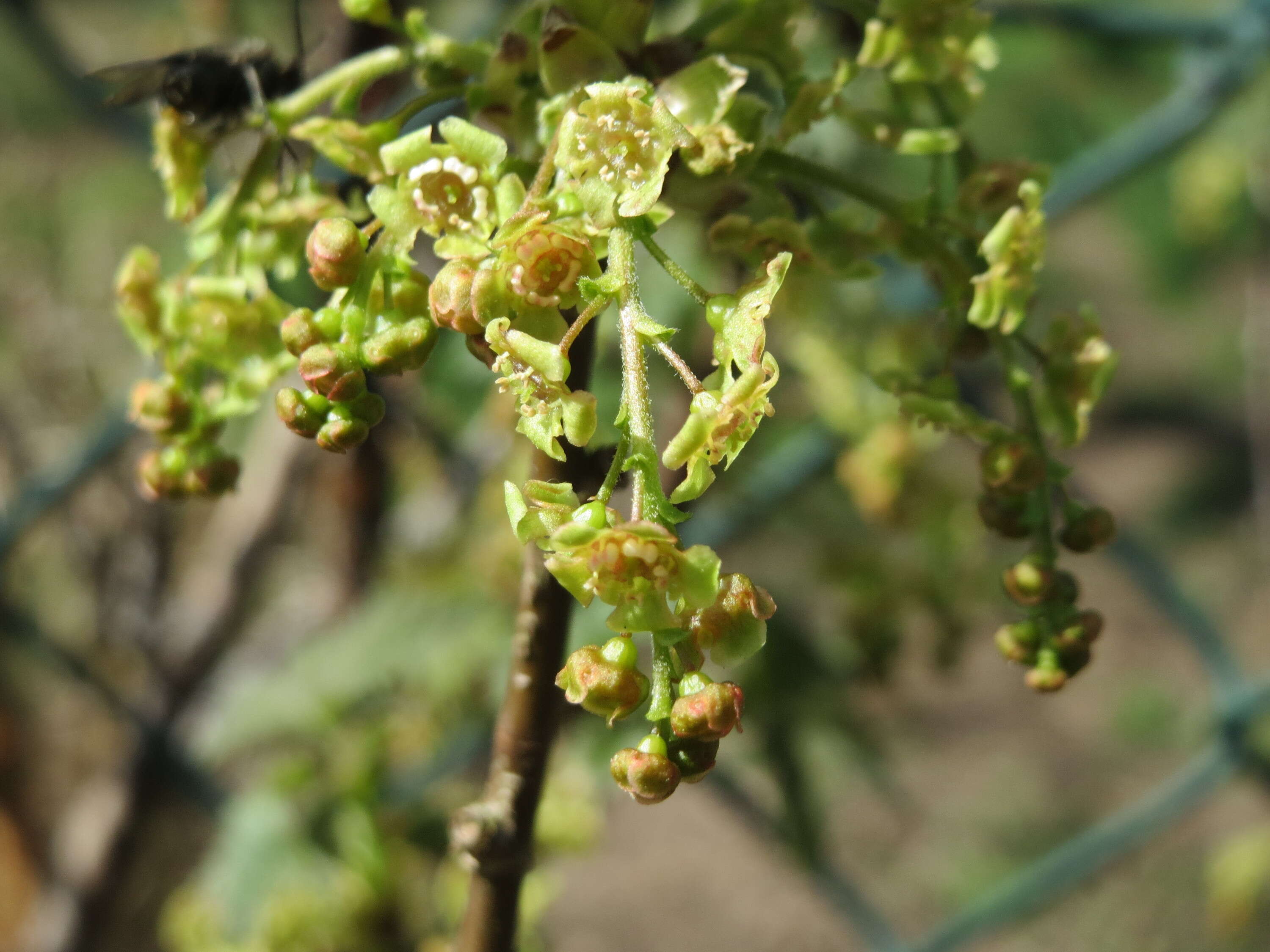 Image of Red Currant