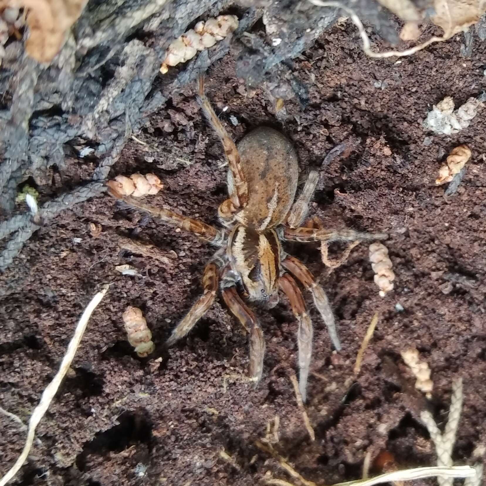 Image of Arctosa personata (L. Koch 1872)