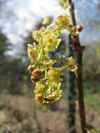 Image of Red Currant