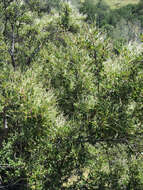 Image of Birch-leaf Mountain-mahogany