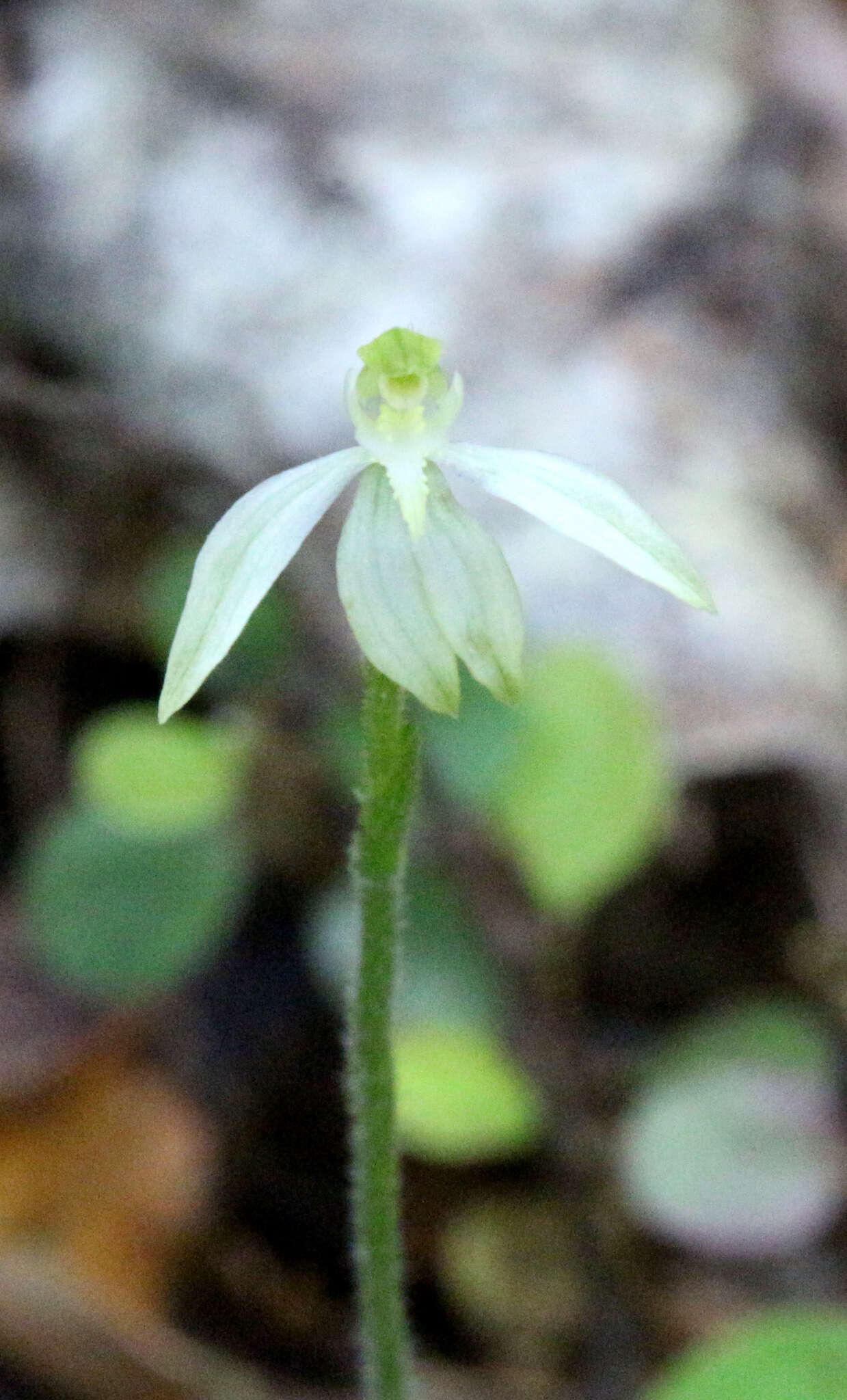 Caladenia nothofageti D. L. Jones, Molloy & M. A. Clem.的圖片