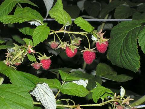 Image of Raspberry