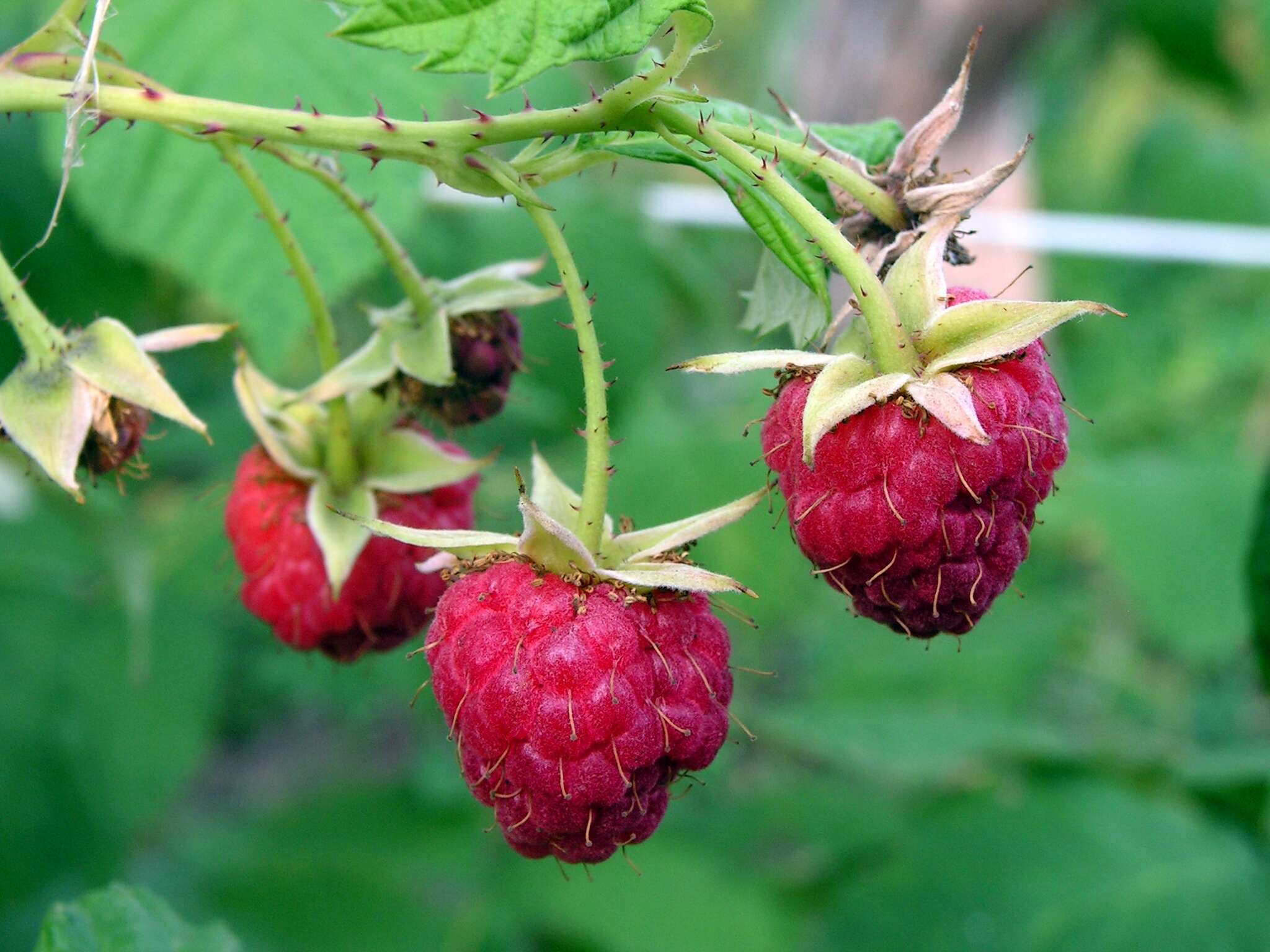 Image of Raspberry