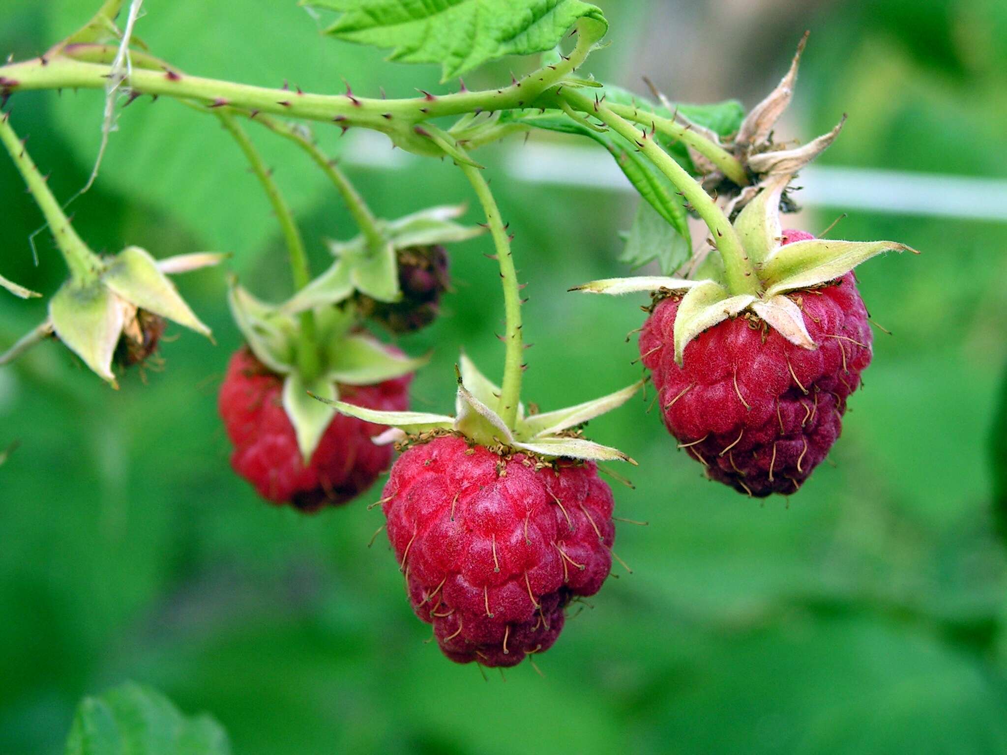 Image of Raspberry