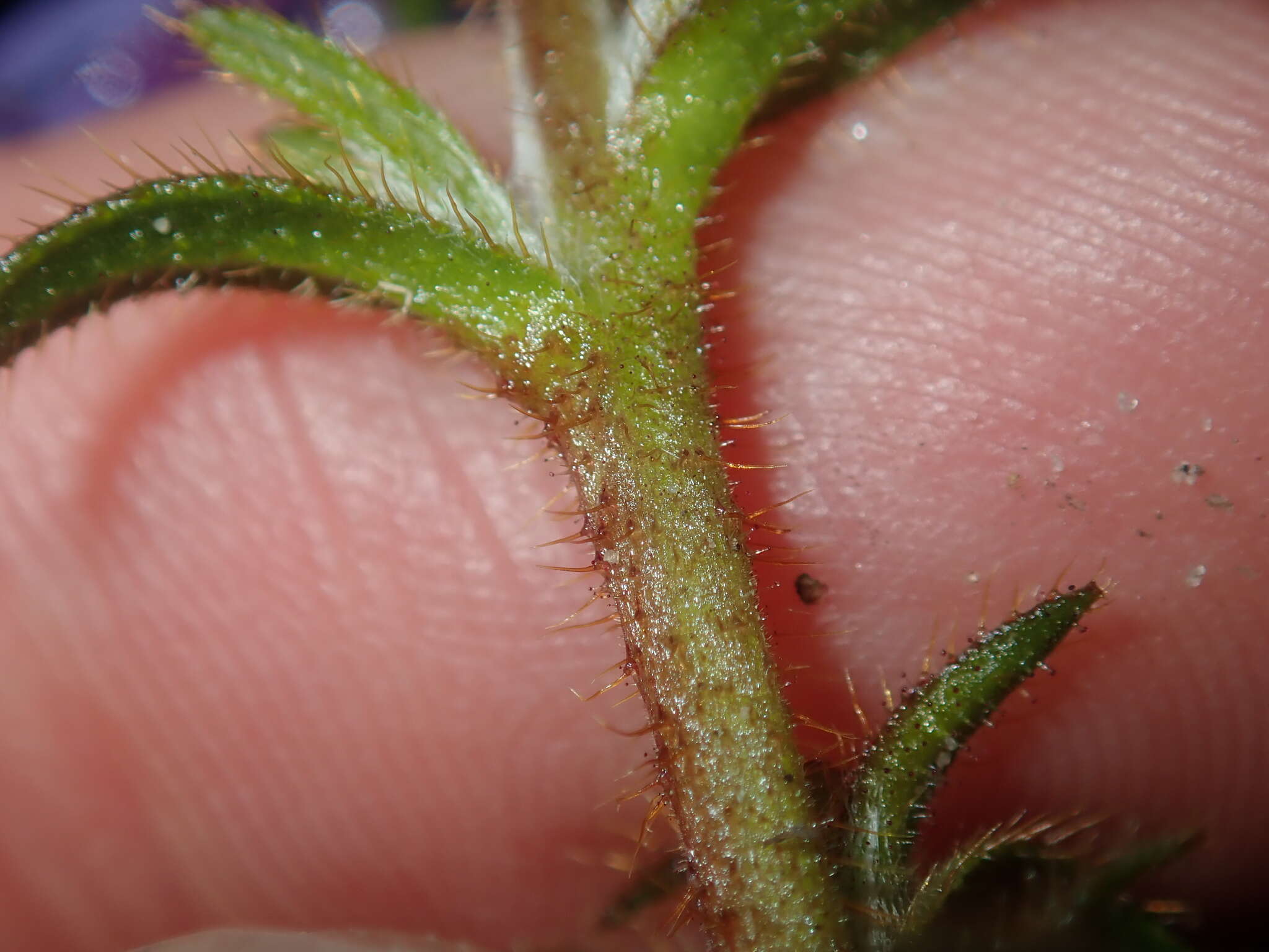 Image of Scaevola glandulifera DC.