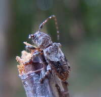 Image of Pogonocherus decoratus Fairmaire 1855