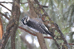 Image of Eurasian Three-toed Woodpecker