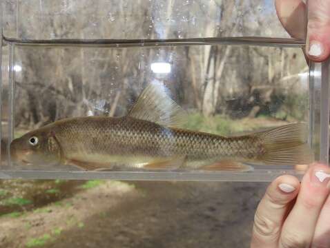 Plancia ëd Catostomus insignis Baird & Girard 1854