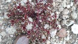 Image of Sedum vinicolor S. Wats.