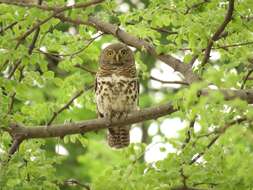 Image of Glaucidium capense ngamiense (Roberts 1932)