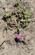 Image of Delosperma adelaidense Lavis