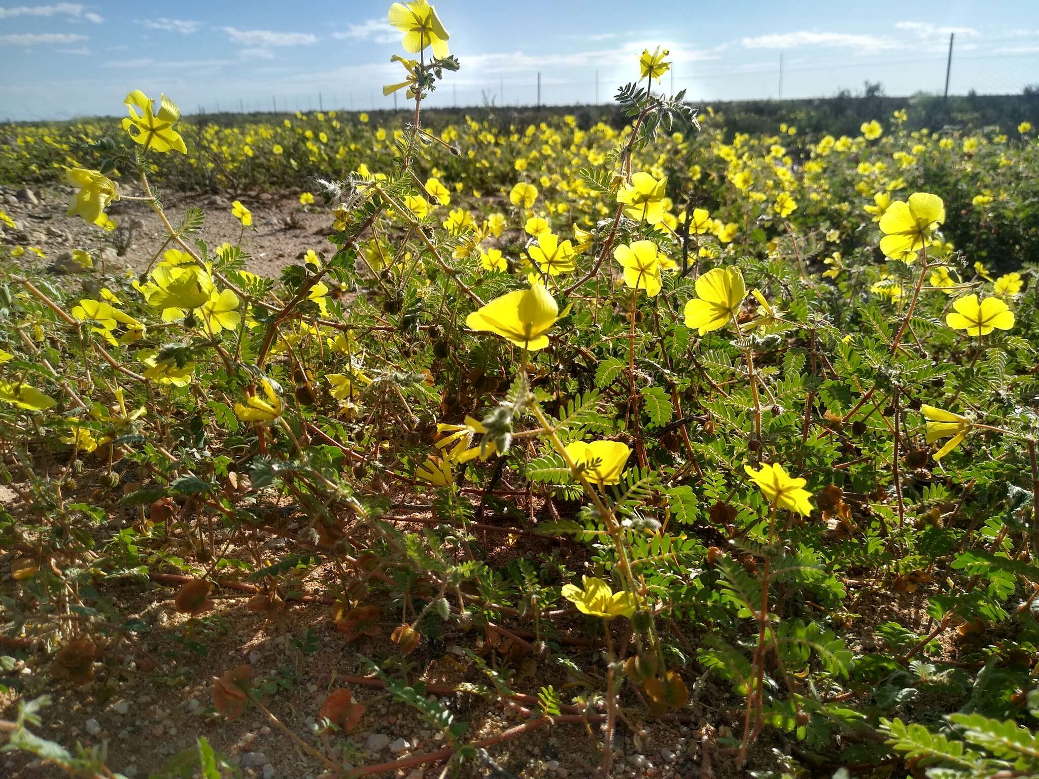 Image of Tribulus pentandrus var. pterophorus (Presl) P. Singh & V. Singh