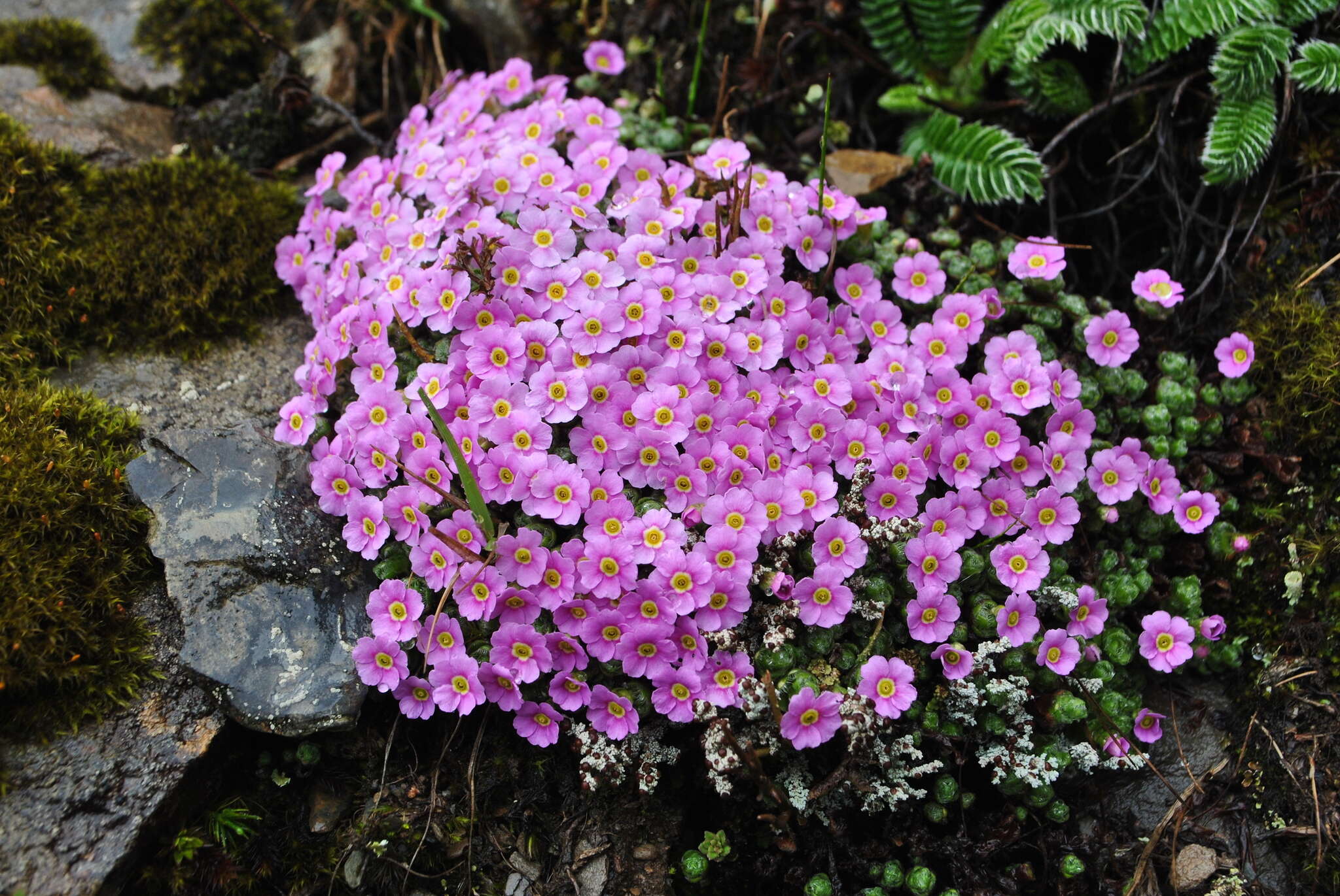 Image of Androsace delavayi Franch.