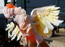 Image of Moluccan Cockatoo