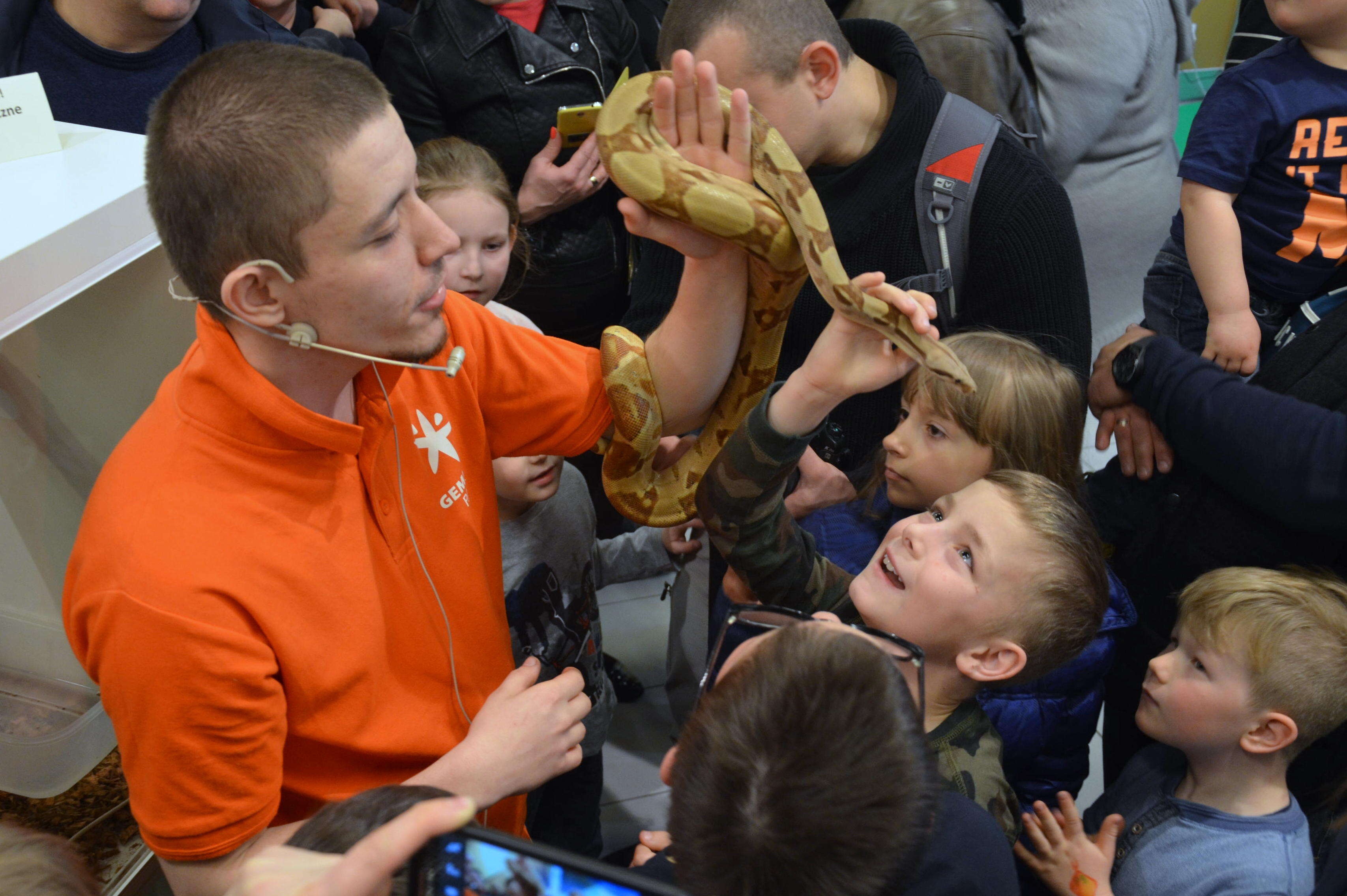 Boa constrictor Linnaeus 1758 resmi