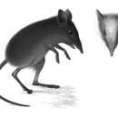 Image of Dusky Elephant Shrew