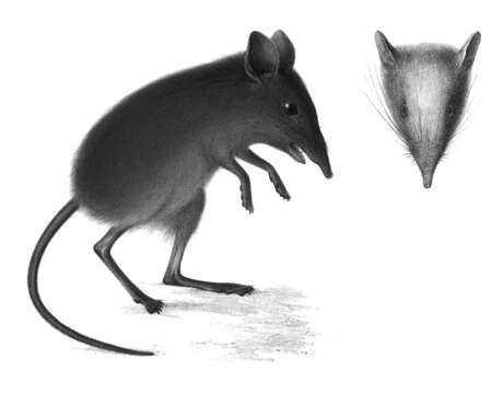 Image of Dusky Elephant Shrew