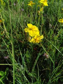 Image of Helianthemum nummularium subsp. glabrum (Koch) C. Raynaud