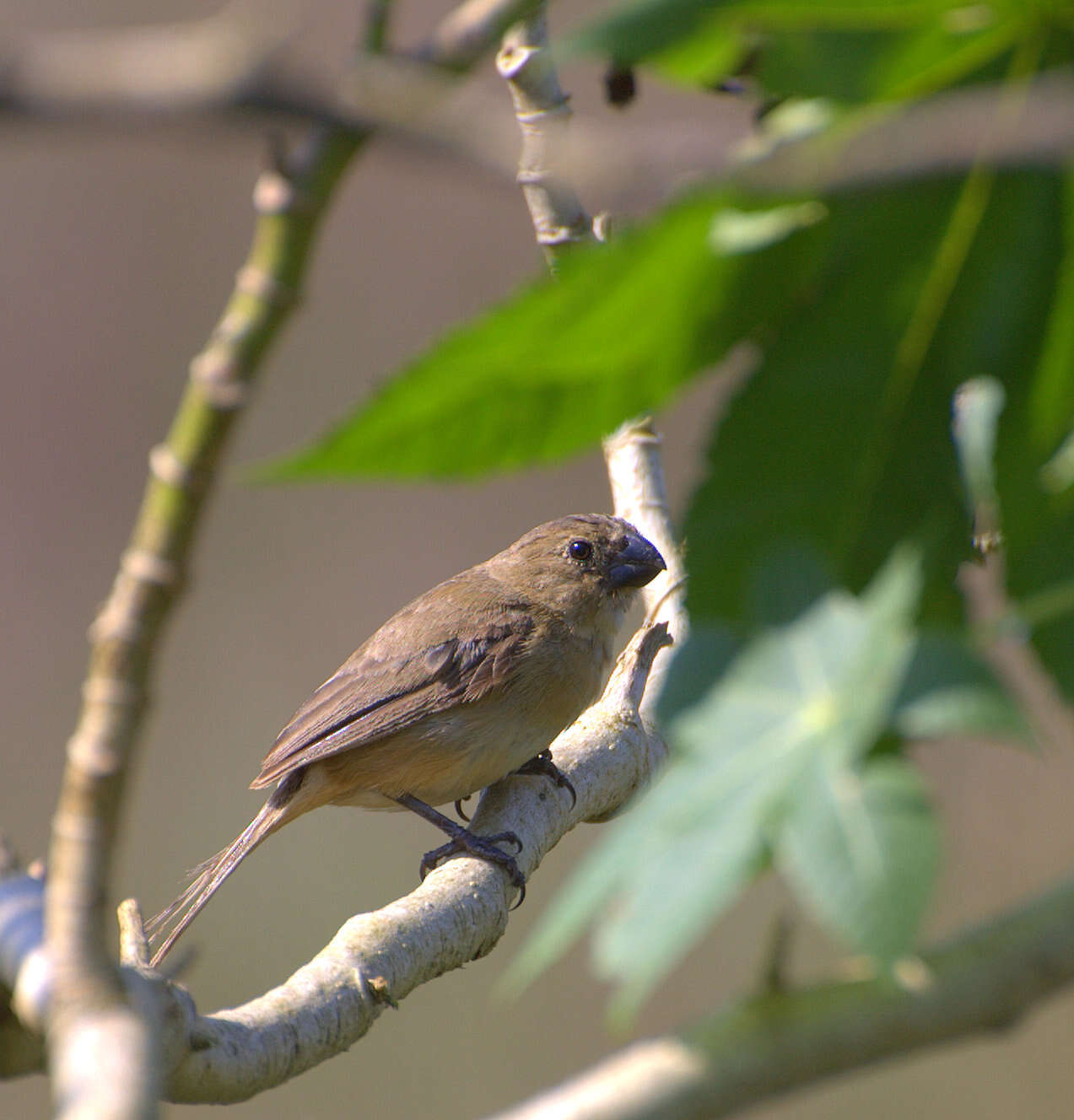 Sporophila leucoptera (Vieillot 1817) resmi