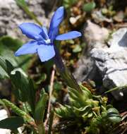 Image of Gentiana terglouensis subsp. terglouensis