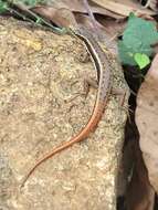 Image of Dussumier's Forest Skink